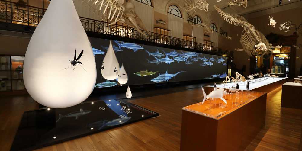 exposition-requins-musée-océanographique-monaco-mom-2013-videmus-watchout