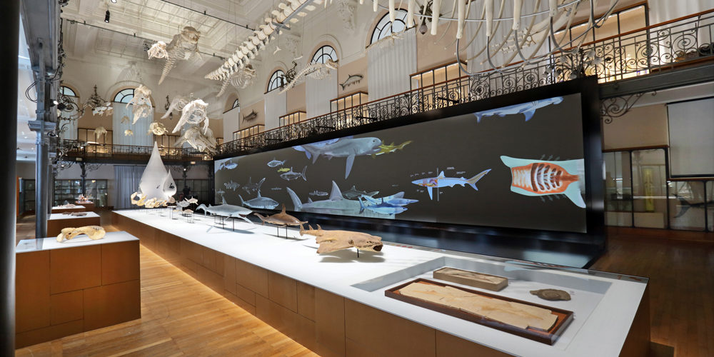 exposition-requins-musée-océanographique-monaco-mom-2013-videmus-watchout-serveurs-pro-dual