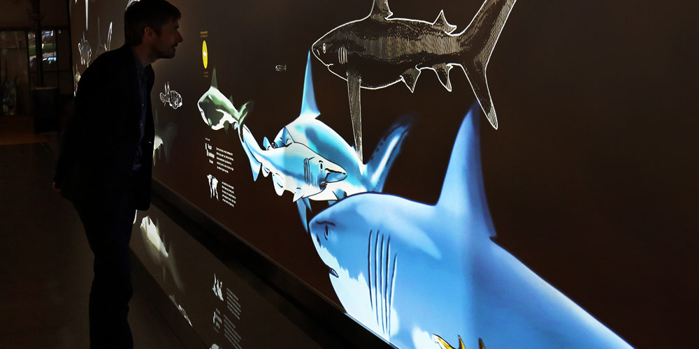 exposition-requins-musée-océanographique-monaco-mom-2013-videmus-watchout-videoprojecteurs-ecran-24-mètres